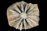Jurassic Club Urchin (Gymnocidaris) - Boulmane, Morocco #101560-2